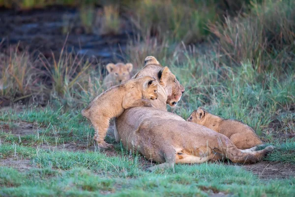 Grupo Leones Gatitos Cachorro León Leona Hembra León Sabana — Foto de Stock