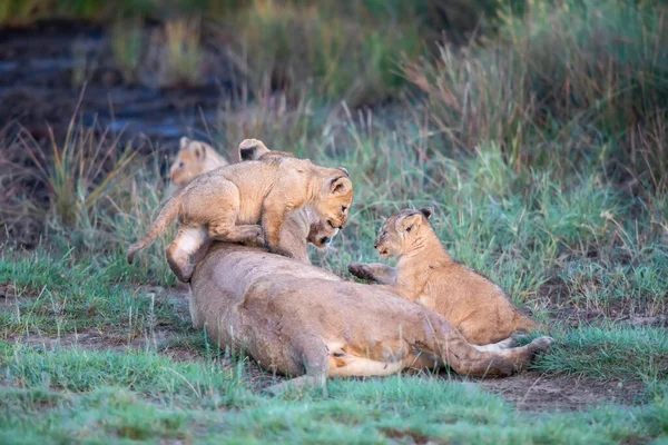 Grupp Lions Kattungar Cub Lion Och Lioness Hona Lejon Savannen — Stockfoto