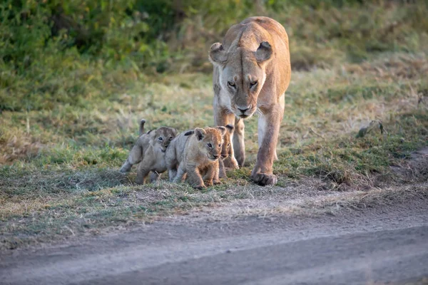 Een Groep Leeuwen Kittens Cub Van Leeuw Leeuwin Vrouw Van — Stockfoto