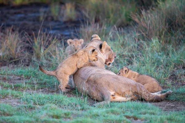 Grupp Lions Kattungar Cub Lion Och Lioness Hona Lejon Savannen — Stockfoto