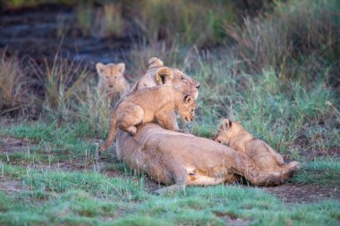 Bir grup aslan yavrusu (aslan yavrusu) ve dişi aslan (aslan dişi) savana