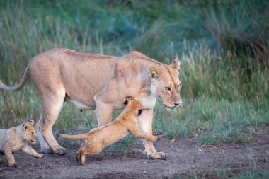Bir grup aslan yavrusu (aslan yavrusu) ve dişi aslan (aslan dişi) savana