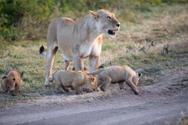 Bir grup aslan yavrusu (aslan yavrusu) ve dişi aslan (aslan dişi) savana