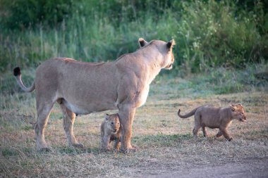 Bir grup aslan yavrusu (aslan yavrusu) ve dişi aslan (aslan dişi) savana