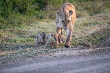 Bir grup aslan yavrusu (aslan yavrusu) ve dişi aslan (aslan dişi) savana
