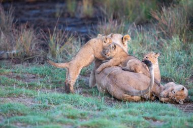 Bir grup aslan yavrusu (aslan yavrusu) ve dişi aslan (aslan dişi) savana
