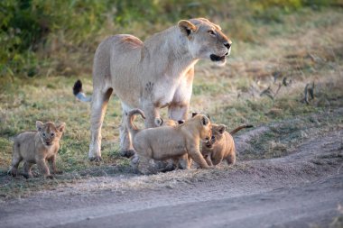 Bir grup aslan yavrusu (aslan yavrusu) ve dişi aslan (aslan dişi) savana