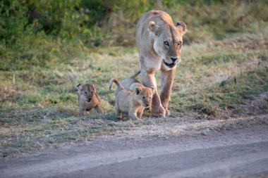Bir grup aslan yavrusu (aslan yavrusu) ve dişi aslan (aslan dişi) savana