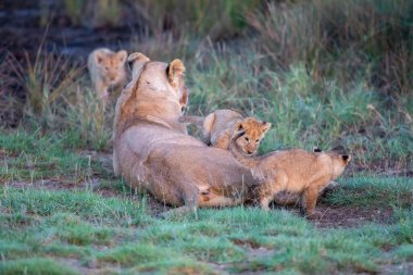 Bir grup aslan yavrusu (aslan yavrusu) ve dişi aslan (aslan dişi) savana