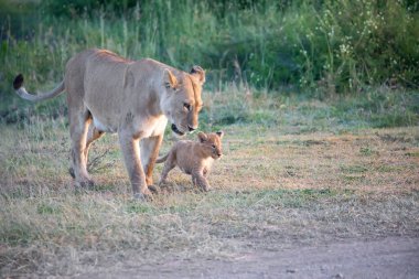Bir grup aslan yavrusu (aslan yavrusu) ve dişi aslan (aslan dişi) savana