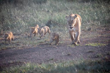 Bir grup aslan yavrusu (aslan yavrusu) ve dişi aslan (aslan dişi) savana
