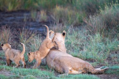 Bir grup aslan yavrusu (aslan yavrusu) ve dişi aslan (aslan dişi) savana