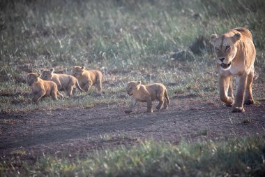 Bir grup aslan yavrusu (aslan yavrusu) ve dişi aslan (aslan dişi) savana