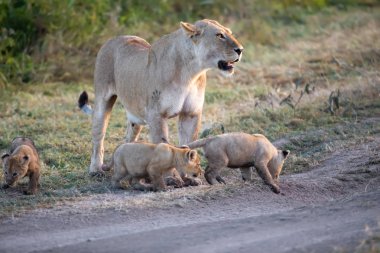 Bir grup aslan yavrusu (aslan yavrusu) ve dişi aslan (aslan dişi) savana