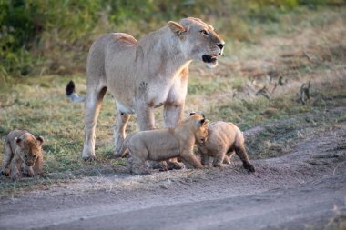 Bir grup aslan yavrusu (aslan yavrusu) ve dişi aslan (aslan dişi) savana