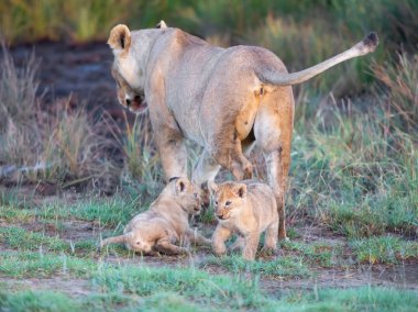 Bir grup aslan yavrusu (aslan yavrusu) ve dişi aslan (aslan dişi) savana