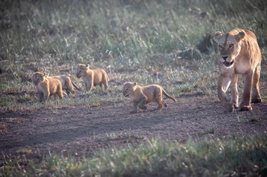 Bir grup aslan yavrusu (aslan yavrusu) ve dişi aslan (aslan dişi) savana