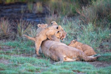 Bir grup aslan yavrusu (aslan yavrusu) ve dişi aslan (aslan dişi) savana