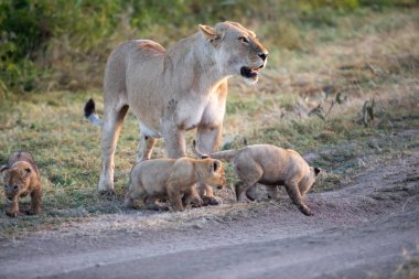 Bir grup aslan yavrusu (aslan yavrusu) ve dişi aslan (aslan dişi) savana