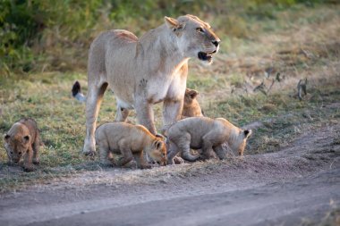 Bir grup aslan yavrusu (aslan yavrusu) ve dişi aslan (aslan dişi) savana