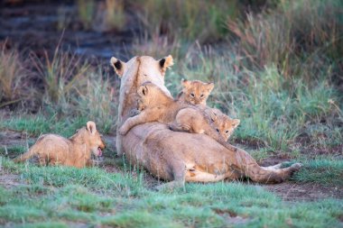 Bir grup aslan yavrusu (aslan yavrusu) ve dişi aslan (aslan dişi) savana