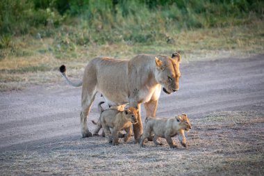 Bir grup aslan yavrusu (aslan yavrusu) ve dişi aslan (aslan dişi) savana