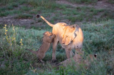 Bir grup aslan yavrusu (aslan yavrusu) ve dişi aslan (aslan dişi) savana