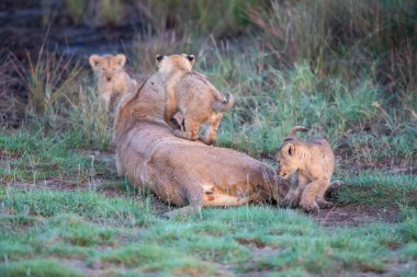 Bir grup aslan yavrusu (aslan yavrusu) ve dişi aslan (aslan dişi) savana