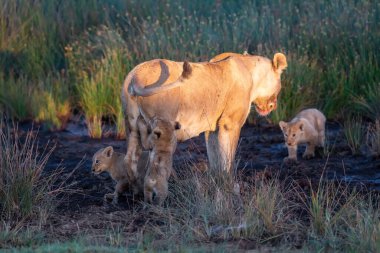 Bir grup aslan yavrusu (aslan yavrusu) ve dişi aslan (aslan dişi) savana
