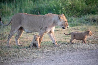 Bir grup aslan yavrusu (aslan yavrusu) ve dişi aslan (aslan dişi) savana