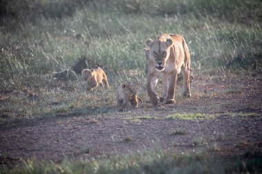 Bir grup aslan yavrusu (aslan yavrusu) ve dişi aslan (aslan dişi) savana