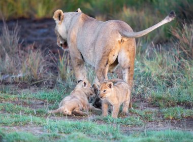 Bir grup aslan yavrusu (aslan yavrusu) ve dişi aslan (aslan dişi) savana