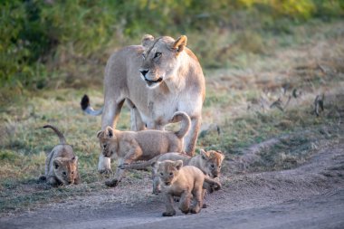 Bir grup aslan yavrusu (aslan yavrusu) ve dişi aslan (aslan dişi) savana