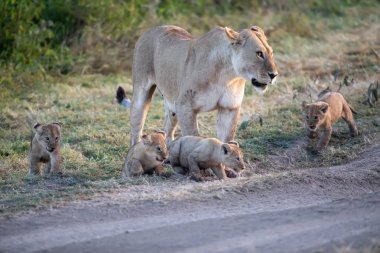 Bir grup aslan yavrusu (aslan yavrusu) ve dişi aslan (aslan dişi) savana