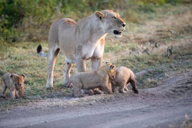Bir grup aslan yavrusu (aslan yavrusu) ve dişi aslan (aslan dişi) savana