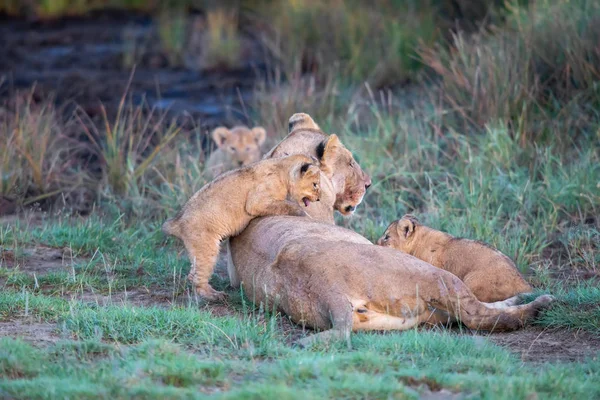 Grupo Leones Gatitos Cachorro León Leona Hembra León Sabana —  Fotos de Stock