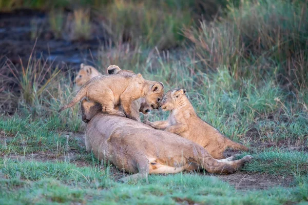 Bir Grup Aslan Yavrusu Aslan Yavrusu Dişi Aslan Aslan Dişi — Stok fotoğraf