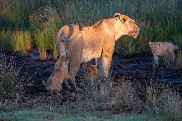 Grupo Leones Gatitos Cachorro León Leona Hembra León Sabana — Foto de Stock