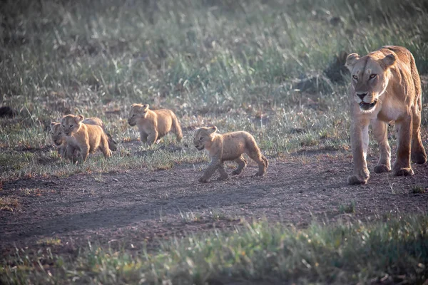 Eine Gruppe Löwenbabys Löwenjunges Und Löwin Löwenweibchen Der Savanne — Stockfoto