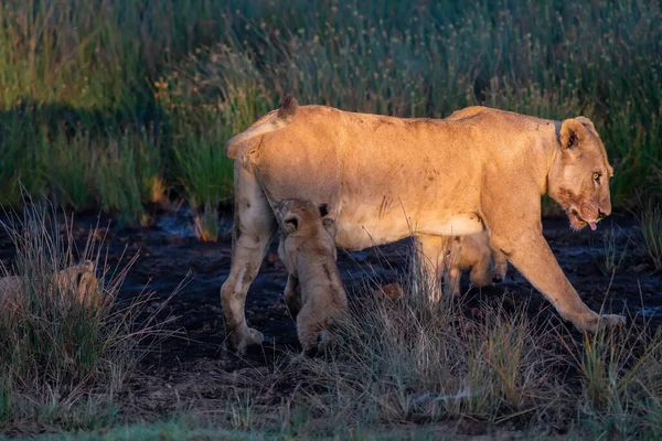 Grupo Leones Gatitos Cachorro León Leona Hembra León Sabana — Foto de Stock