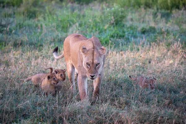 Group Lions Kittens Cub Lion Lioness Female Lion Savanna — Stock Photo, Image