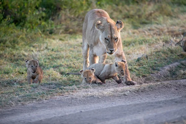 Een Groep Leeuwen Kittens Cub Van Leeuw Leeuwin Vrouw Van — Stockfoto