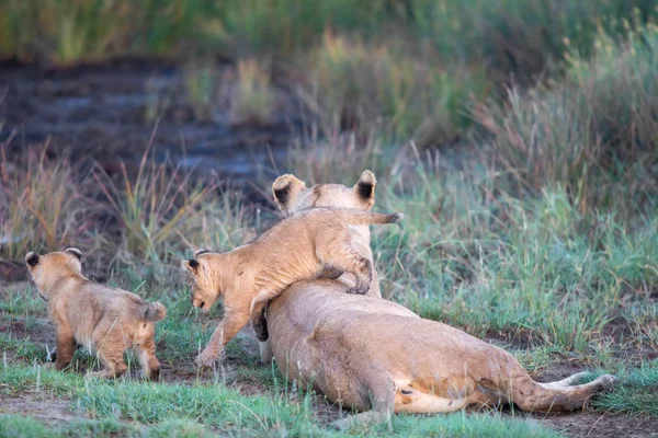 Group Lions Kittens Cub Lion Lioness Female Lion Savanna — Stock Photo, Image