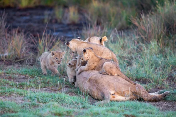 サバンナのライオンの子猫 ライオンの子 とライオン ライオンの雌 — ストック写真