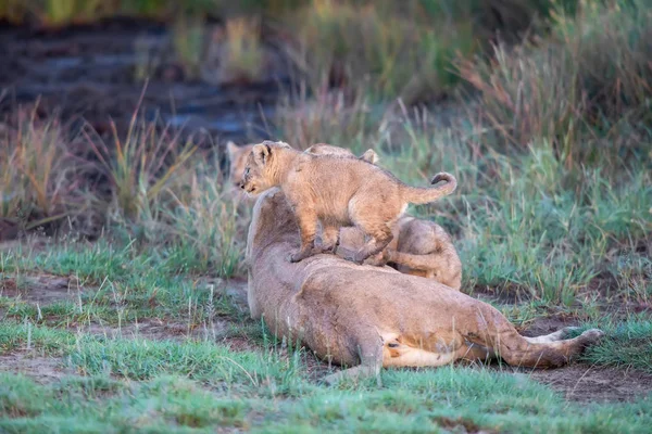 Grupp Lions Kattungar Cub Lion Och Lioness Hona Lejon Savannen — Stockfoto