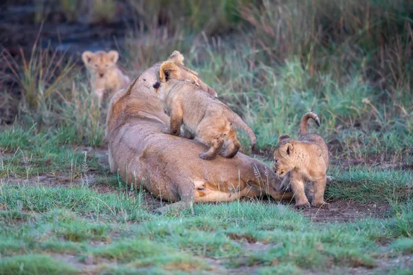 Een Groep Leeuwen Kittens Cub Van Leeuw Leeuwin Vrouw Van — Stockfoto