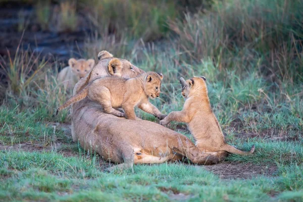 Groupe Lions Chatons Ourson Lion Lionne Femelle Lion Savane — Photo