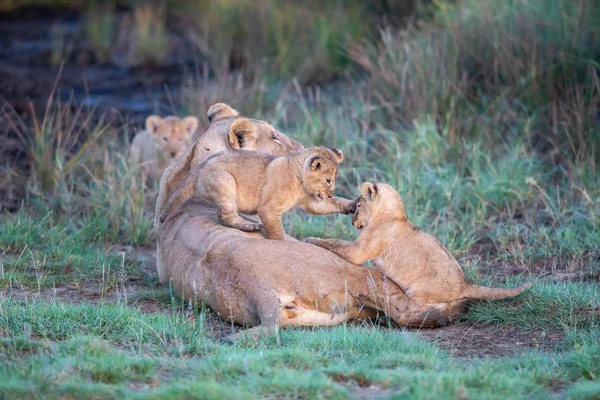 Groupe Lions Chatons Ourson Lion Lionne Femelle Lion Savane — Photo