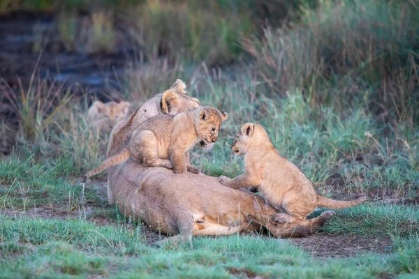 Grupo Leones Gatitos Cachorro León Leona Hembra León Sabana — Foto de Stock