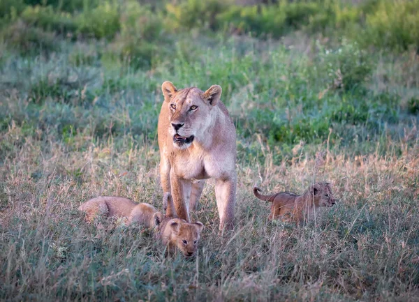 Grupa Lwów Kociąt Cub Lion Lwica Kobieta Lwa Sawanny — Zdjęcie stockowe